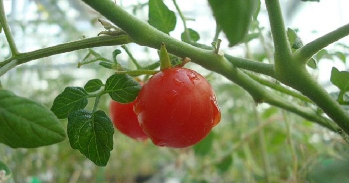 First tomatoes & peas harvested from Mars & moon `soil` on Earth